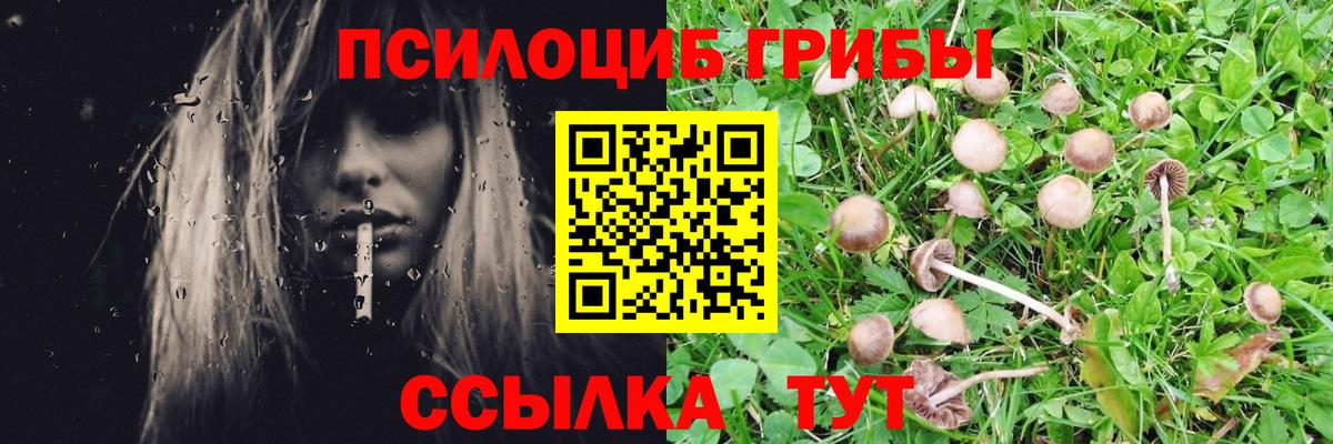 Псилоцибиновые грибы Psilocybe  Псилоцибиновые грибы MAGIC MUSHROOMS  Назрань  Вход с VPN 